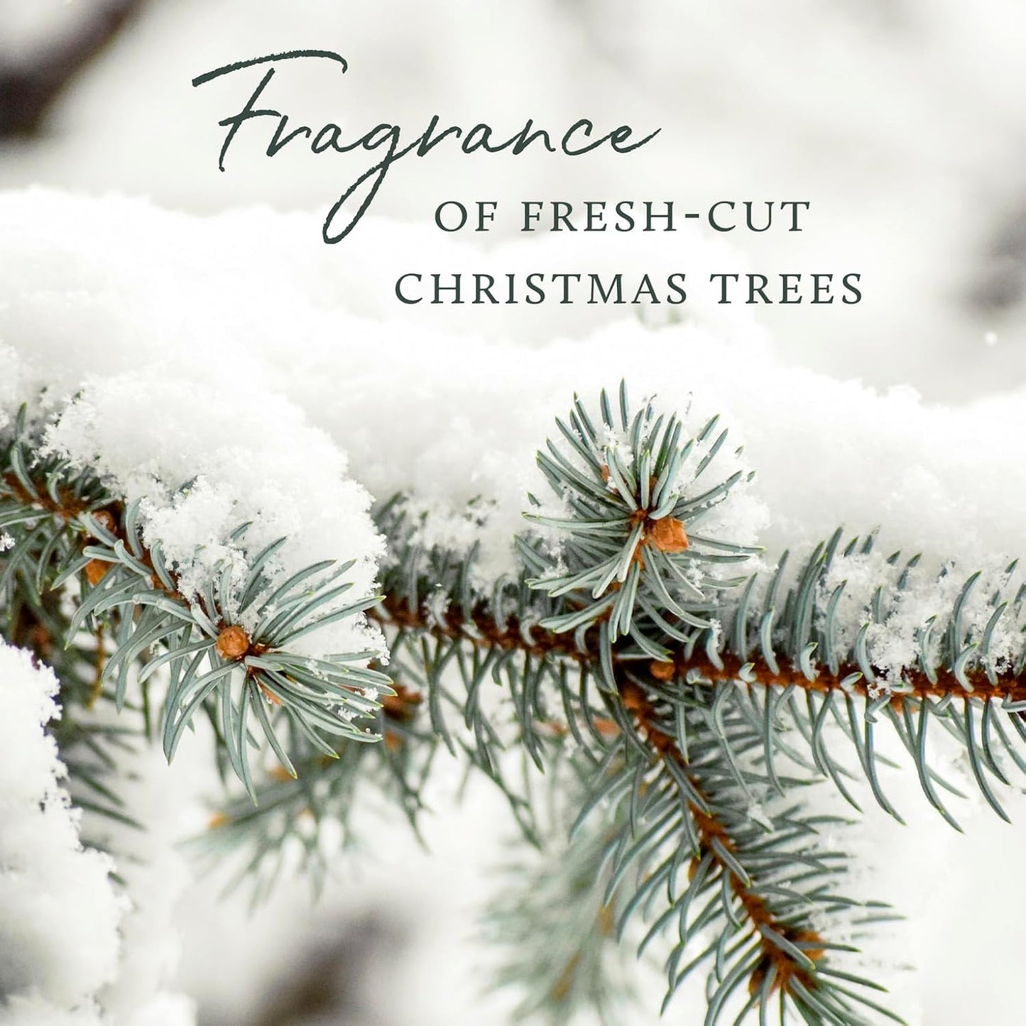 Frasier Fir All-Purpose Cleaner Concentrate - 16Oz